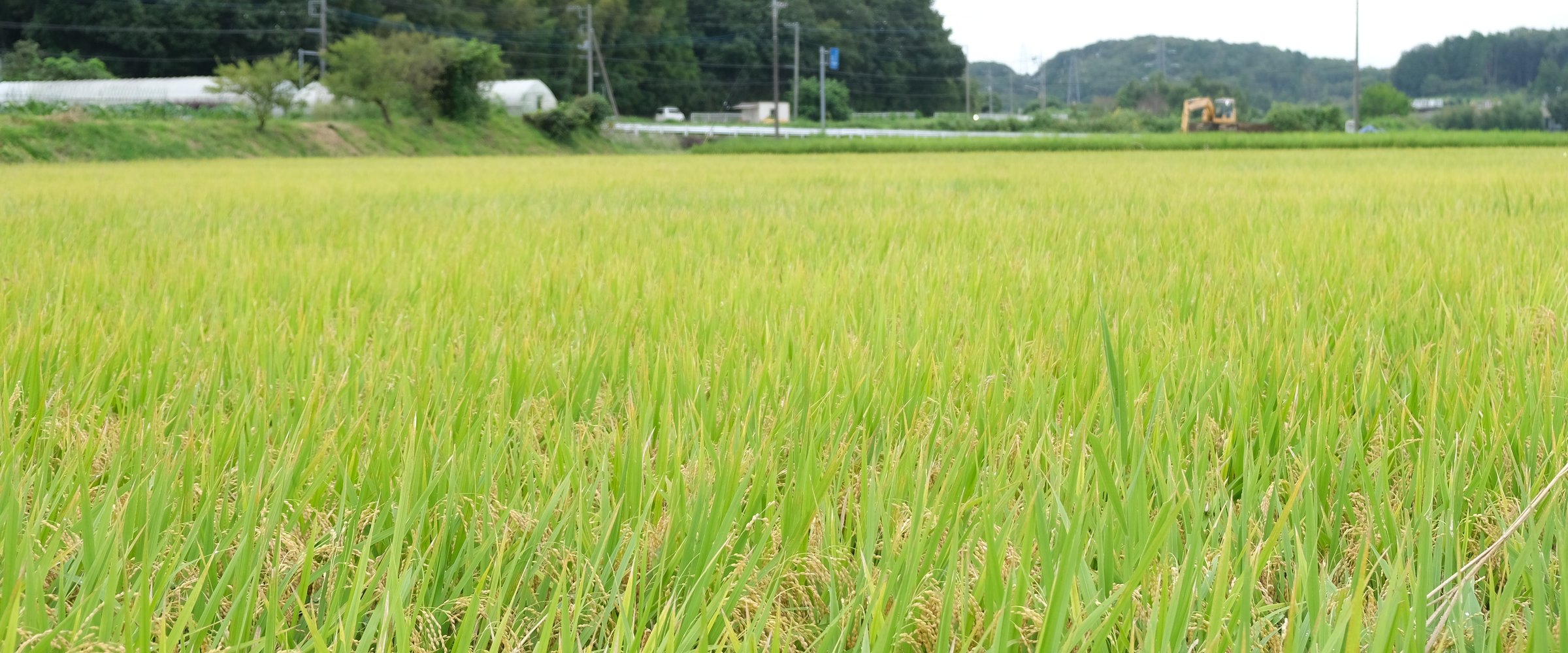 穂の出そろった小川農園の田。奥に鳩山町の丘陵と森が連なる